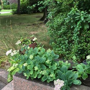 Meet your Posher, Malka